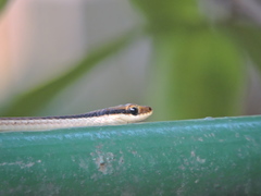 Dendrelaphis pictus
