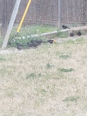 Xanthocephalus xanthocephalus