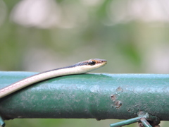 Dendrelaphis pictus