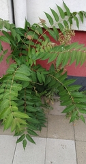 Ailanthus altissima