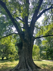 Fraxinus angustifolia oxycarpa