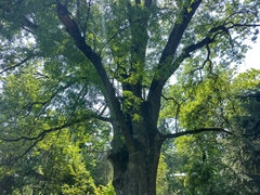 Fraxinus angustifolia oxycarpa