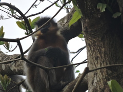 Trachypithecus pileatus
