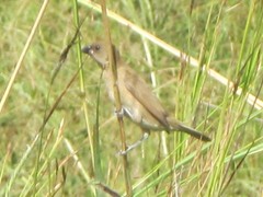 Lonchura punctulata topela