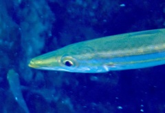 Sphyraena flavicauda