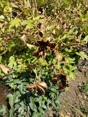 Paeonia peregrina