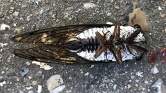 Neotibicen lyricen