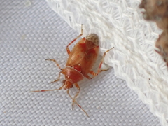 Alloeotomus gothicus