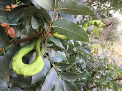 Baizongia pistaciae