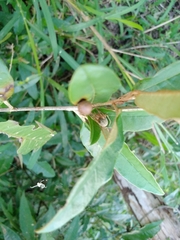Acacesia