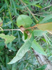 Acacesia