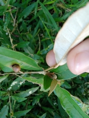 Acacesia