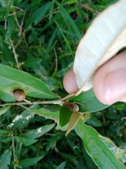 Acacesia