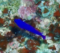 Pseudochromis fridmani