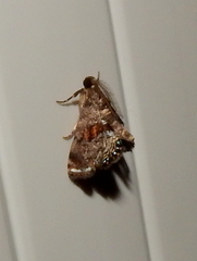 Cryptocosma perlalis