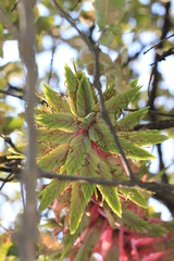Tillandsia prodigiosa