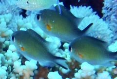 Chromis flavaxilla