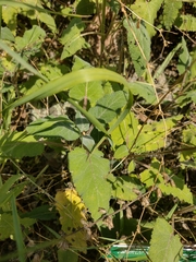Salvia transsylvanica