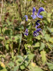 Salvia transsylvanica