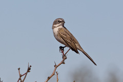 Artemisiospiza nevadensis