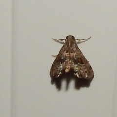 Cryptocosma perlalis