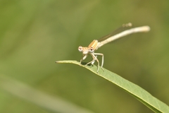 Platycnemis dealbata
