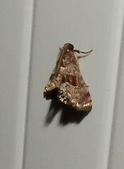 Cryptocosma perlalis