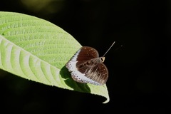 Lexias dirtea merguia