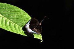 Lexias dirtea merguia