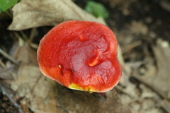 Exsudoporus