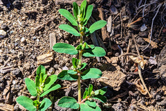 Euphorbia maculata