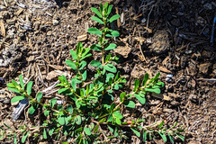 Euphorbia maculata