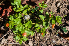 Lysimachia arvensis
