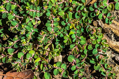 Euphorbia serpens