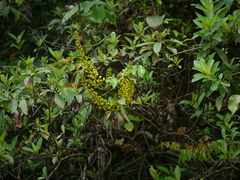 Mezoneuron cucullatum