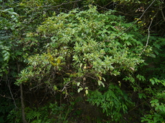 Mezoneuron cucullatum