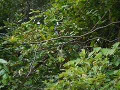 Mezoneuron cucullatum