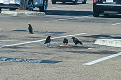 Corvus brachyrhynchos