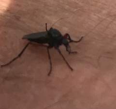 Bibio pomonae