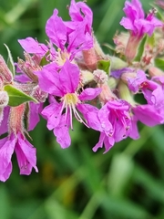 Lythrum salicaria