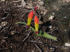 Lachenalia quadricolor
