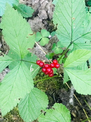 Rubus saxatilis