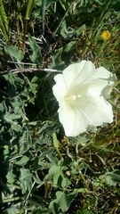 Calystegia subacaulis
