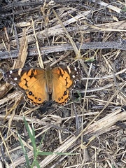 Vanessa virginiensis