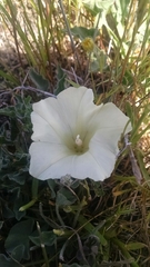Calystegia subacaulis