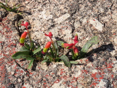 Lachenalia quadricolor