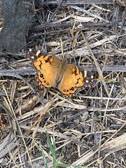 Vanessa virginiensis
