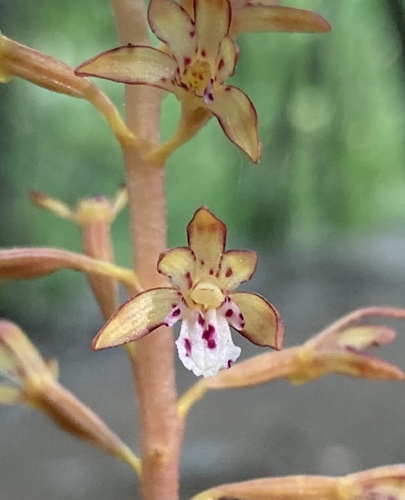 Spotted Coralroot