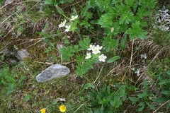 Anemonastrum biarmiense