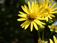 Bombus impatiens